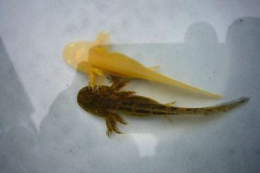 Molche kaufen und verkaufen Foto: 10x Axolotl eigene Teich-Nachzuchten aus 2023 Wildlinge 20cm Molche kaufen und verkaufen Foto: 10x Axolotl eigene Teich-Nachzuchten aus 2023 Wildlinge 20cm