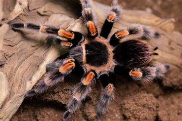 - bird spiders kaufen und verkaufen Photo: Brachypelma hamorii                                        