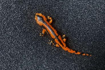 newts and salamanders kaufen und verkaufen Photo: Verkaufe 0,0,3 Rote & Dreifarbige Feuersalamander