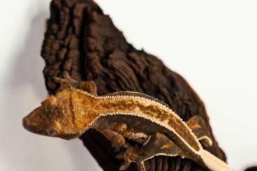 Geckos kaufen und verkaufen Photo: Verkaufe verschiedene Kronengeckos