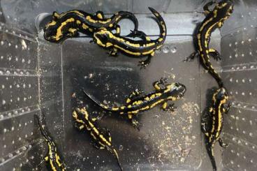 Schwanzlurche kaufen und verkaufen Foto: Verkaufe 0,0,7 Salamandra s. Bernardezi