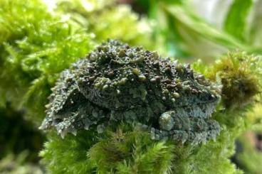 Frösche  kaufen und verkaufen Foto: Moosfrosch Theloderma corticale aus eigener Zucht abzugeben