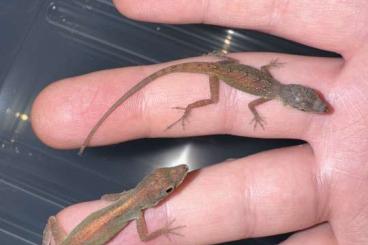 Lizards kaufen und verkaufen Photo: 1.1 Anolis roquet summus (Macouba) Dnz 2024