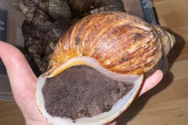 Mollusca kaufen und verkaufen Photo: Import A.m.ovum XXL + A.m.ovum XL Albino