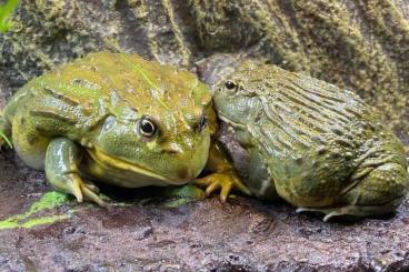 frogs kaufen und verkaufen Photo: Sucher X.X.O Pyxicephalus adspersus