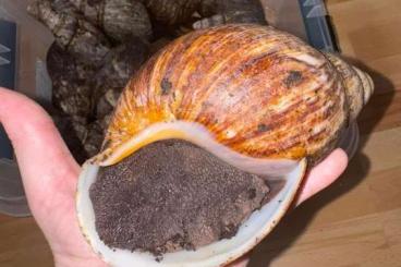 Mollusca kaufen und verkaufen Photo: Archachatina marginata ovum Afrika Import