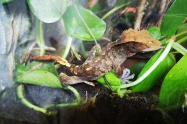 Geckos kaufen und verkaufen Foto: Biete Kronengecko mit Terrarium wegen Umzug (Bamberg)