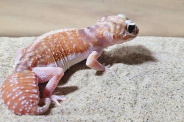 Geckos kaufen und verkaufen Foto: Nephrurus Levis  female last chance Hamm