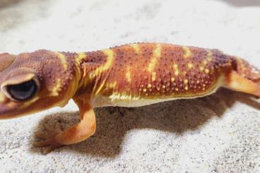 Geckos kaufen und verkaufen Foto: Nephrurus Levis  female Ham.