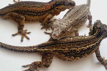 Geckos kaufen und verkaufen Foto: Rhacodactylus Auriculatus 1:2 Adult CB 21 Hamm