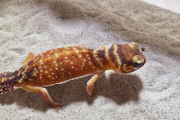 Geckos kaufen und verkaufen Foto: Nephrurus Levis 0.4 Hamm, ZE