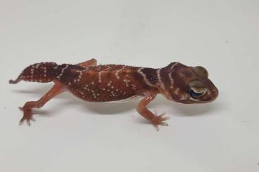 Geckos kaufen und verkaufen Foto: Nephrurus Levis  female Hamm, ZE