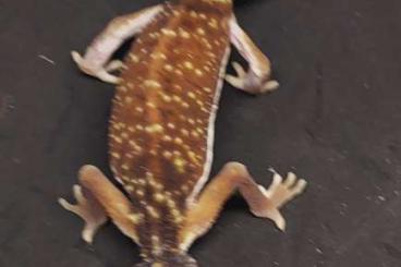 Geckos kaufen und verkaufen Photo: Nephrurus Levis female 0.1 Hamm ZE