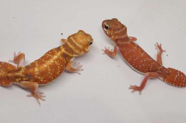 Geckos kaufen und verkaufen Photo: Nephrurus Levis  1.1 Pair CB23 Hamm ZE