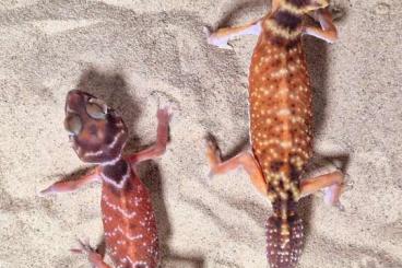 Geckos kaufen und verkaufen Foto: Nephrurus Levis 1.1 CB 23 HAMM ZE 