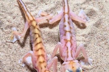 Geckos kaufen und verkaufen Foto: Pachydactylus Rangei 1.1 CB 24 (2) Hamm ZE