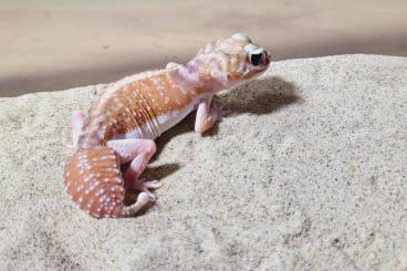 Geckos kaufen und verkaufen Foto: Nephrurus Levis  female 0.4 CB23