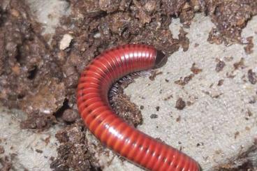 Insekten kaufen und verkaufen Foto: Diverse Insekten verfügbar!