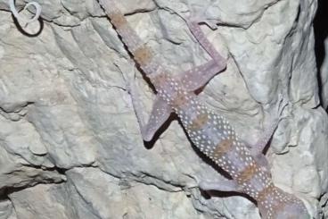 Geckos kaufen und verkaufen Photo: Blattfingergeckos (Asaccus gardneri) - NZ 2024