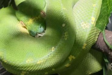 Pythons kaufen und verkaufen Photo: Morelia Viridis (Baumpython)