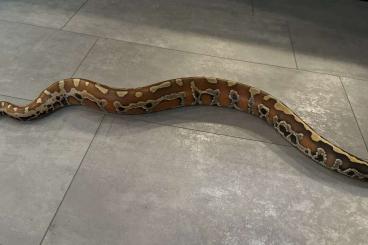 Pythons kaufen und verkaufen Foto: 1.0 Python Brongersmai 2022