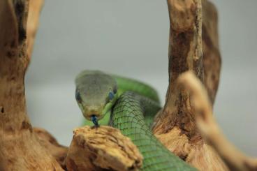 Snakes kaufen und verkaufen Photo: Searching for Gonyosoma species