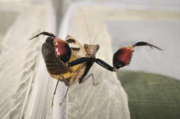 Insects kaufen und verkaufen Photo: Astyliasula basinigra Männchen gesucht - gerne auch Tausch!