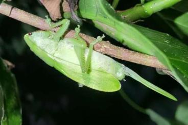 Insekten kaufen und verkaufen Foto: Lirometopum coronatum eggs Insekten kaufen und verkaufen Foto: Lirometopum coronatum eggs