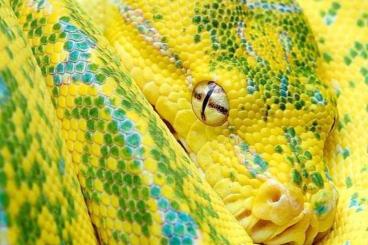Schlangen kaufen und verkaufen Foto: SUCHE Morelia viridis High Yellow / Blue Line / Kofiau