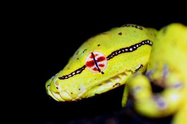 Pythons kaufen und verkaufen Foto: SUCHE Morelia viridis High Yellow Nachzuchten