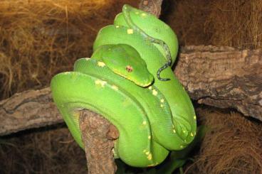 Pythons kaufen und verkaufen Photo: SUCHE Morelia viridis Baumpython Weibchen 0.1