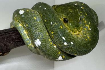 Pythons kaufen und verkaufen Photo: Morelia viridis 0.1 HY Biak x Jayapura 04/2024 Baumpython