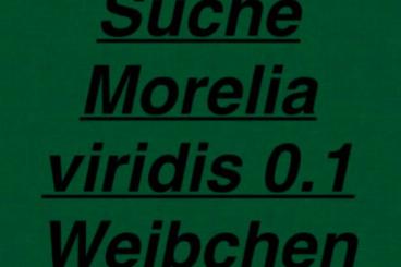 Schlangen kaufen und verkaufen Foto: Suche Morelia viridis 0.1 Weibchen