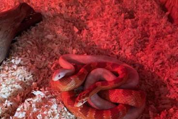 Colubrids kaufen und verkaufen Photo: Zwei Kornnattern ca 3 Jahre alt mit Terrarium Rot/Albino