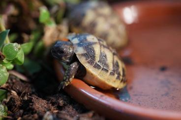 Tortoises kaufen und verkaufen Photo: Testudo hermanni boettgeri NZ 2024 griechische Landschildkröte