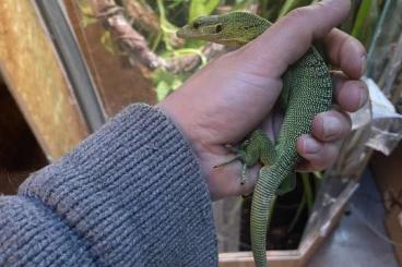 Monitor lizards kaufen und verkaufen Photo: varanus prasinus femelle 2023