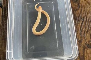 Snakes kaufen und verkaufen Photo: Heterodon Nasicus For Rehoming