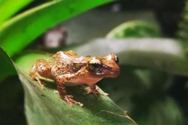 Frösche  kaufen und verkaufen Foto: Zuchtgruppe Johnstones Pfeiffrosch (Eleutherodactylus johnstonei) 