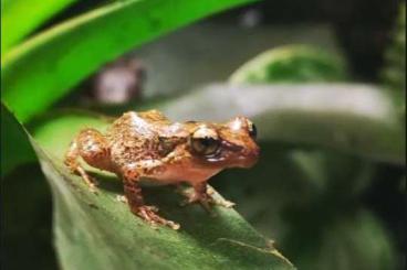 frogs kaufen und verkaufen Photo: Zuchtgruppe Johnstones Pfeiffrosch (Eleutherodactylus johnstonei) 