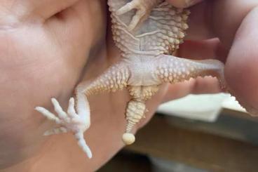 Geckos kaufen und verkaufen Foto: 1.1.0 N. Amyae unrelated “23