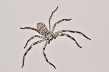 Spiders and Scorpions kaufen und verkaufen Photo: Holconia murrayensis oferr