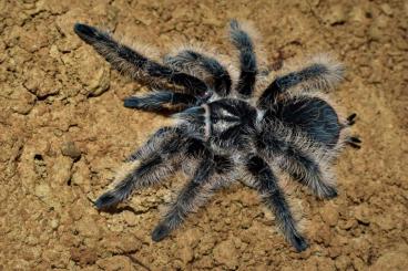 Spinnen und Skorpione kaufen und verkaufen Foto: Tliltocatl albopilosus Nicaragua