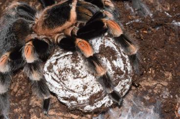 Spinnen und Skorpione kaufen und verkaufen Foto: Brachypelma hamorii L1/2- 500psc