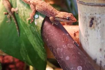 Geckos kaufen und verkaufen Photo: Jungferngeckos/ Lepidodactylus lugubris