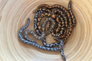 Schlangen kaufen und verkaufen Foto: Kenianische Sandboas (Eryx c. loveridgei) abzugeben