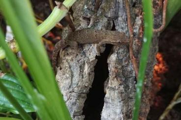 Geckos kaufen und verkaufen Photo: Jungferngeckos/ Lepidodactylus lugubris Geckos kaufen und verkaufen Photo: Jungferngeckos/ Lepidodactylus lugubris