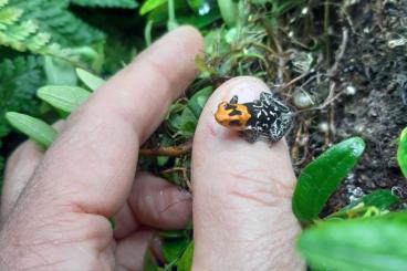 Pfeilgiftfrösche kaufen und verkaufen Foto: mehrere R.fantasticus abzugeben, Tiere 8-12 Monate