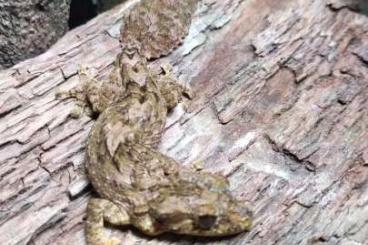 Geckos kaufen und verkaufen Photo: Uroplatus alluaudi 1.1 - Zuchtpaar