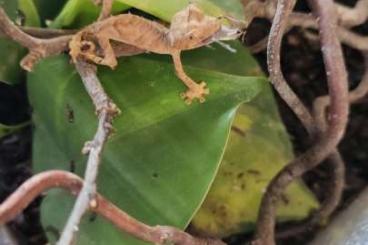 Geckos kaufen und verkaufen Photo: Uroplatus ebenaui (true ebenaui) juvenil bis subadult abzugeben