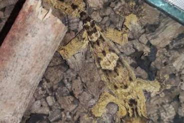 Geckos kaufen und verkaufen Photo: 1.0 Uroplatus henkeli "Piebald inside" Geckos kaufen und verkaufen Photo: 1.0 Uroplatus henkeli "Piebald inside"